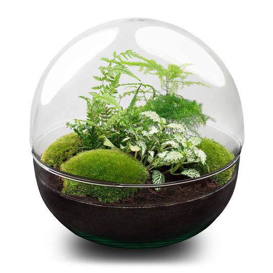 🌿 DIY Plantenterrarium Bolglas – Dome XL