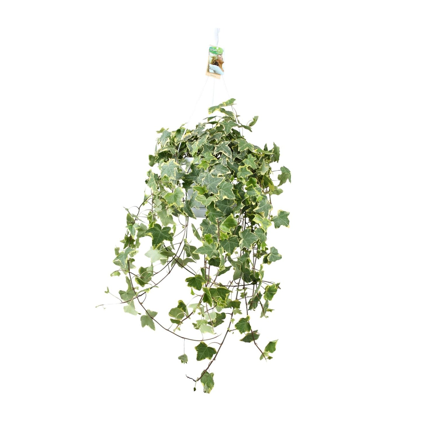 🌿 Hedera Helix ‘Gold Child’ | XXL Hangplant Klimop