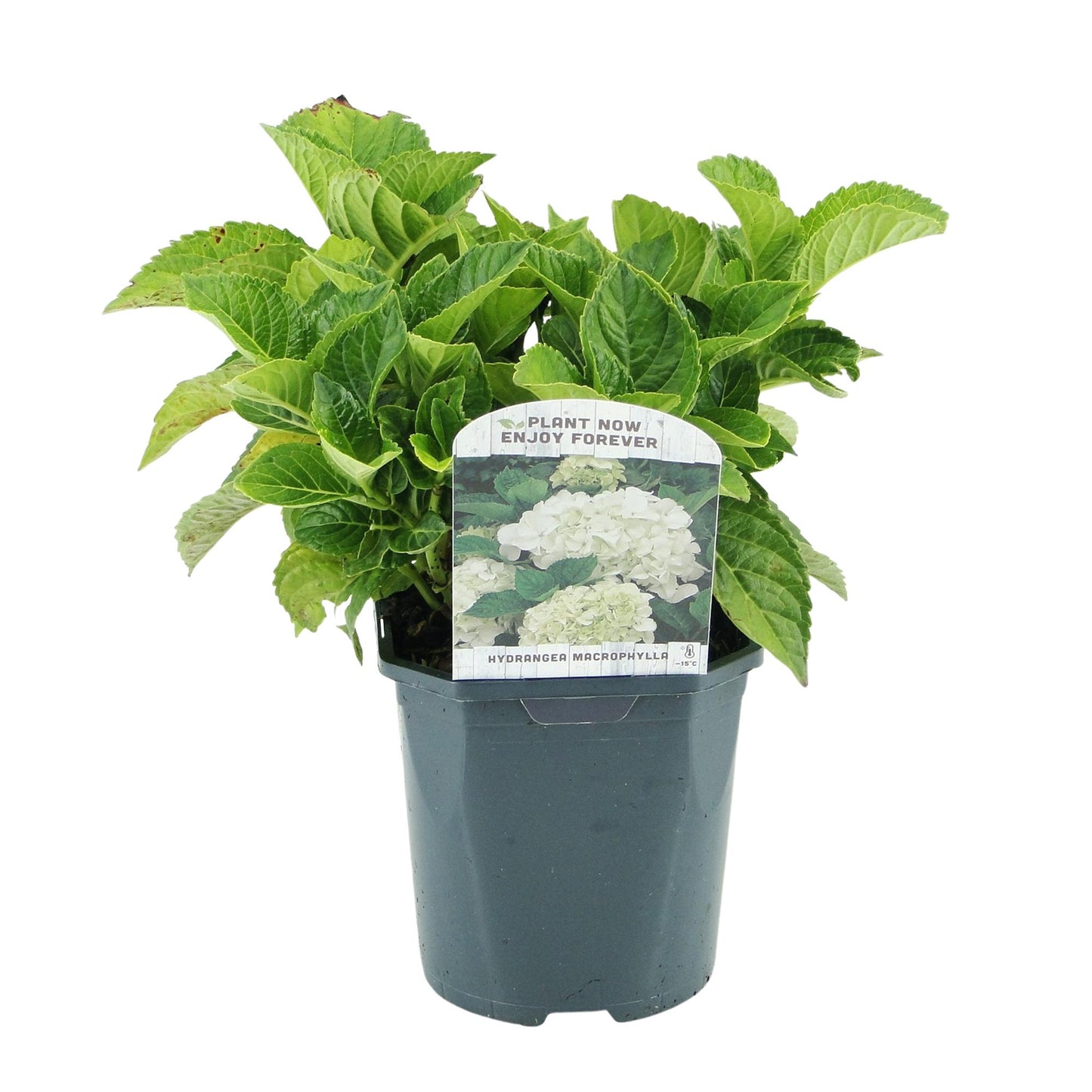 🌸 Hydrangea macrophylla – Witte Hortensia (3 Stuks)