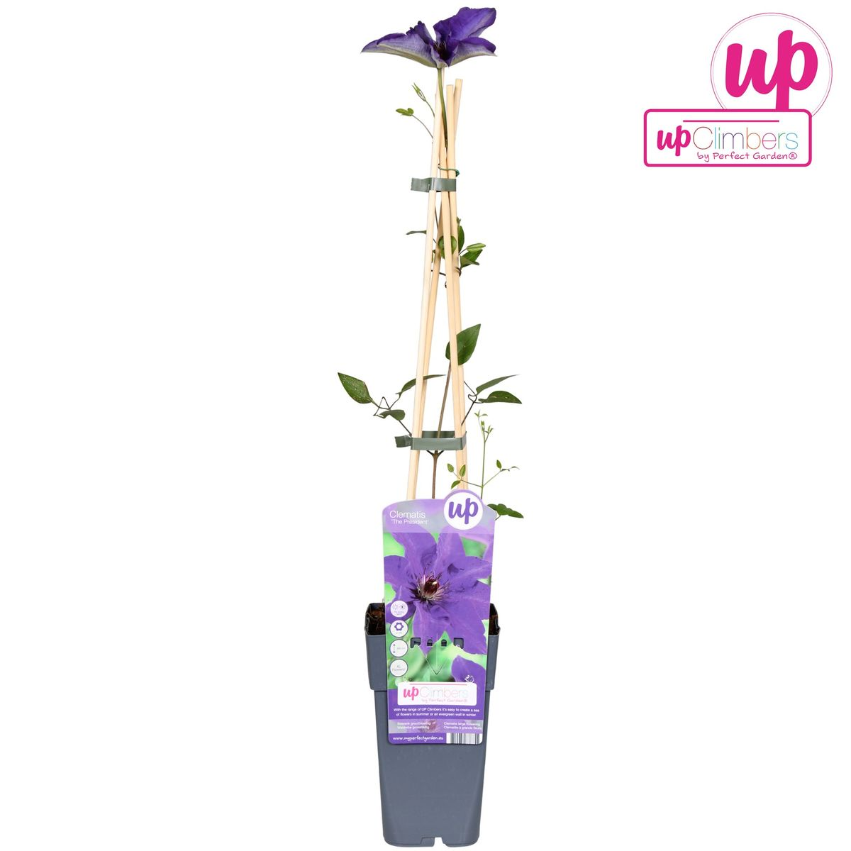 🌸 Clematis ‘The President’ – Klimplant