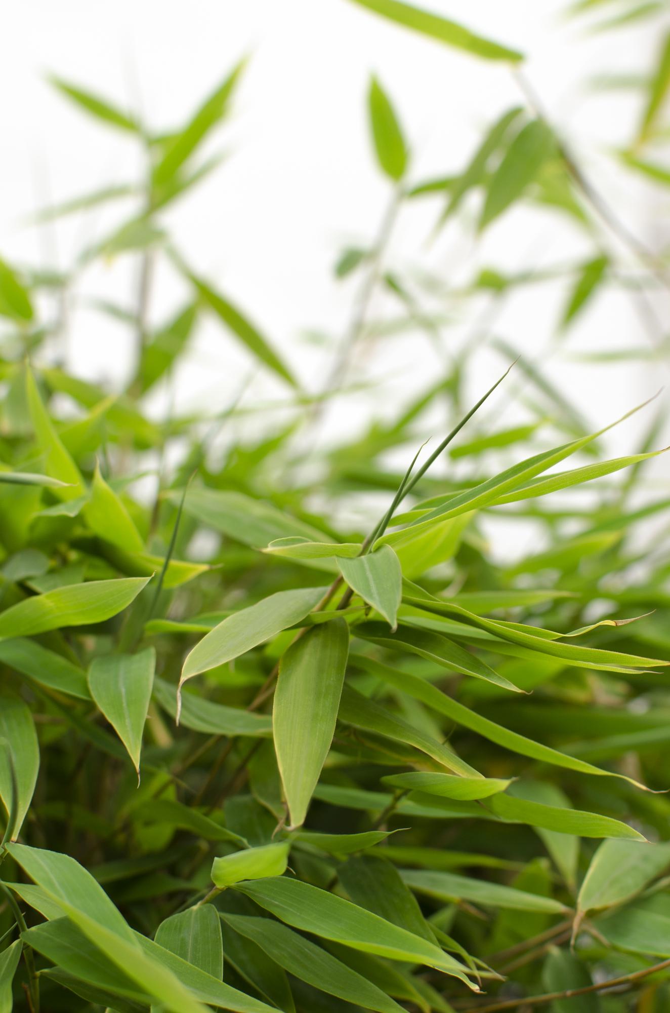 🎋 Fargesia ‘Moontears’® – Compacte Niet-woekerende Bamboe