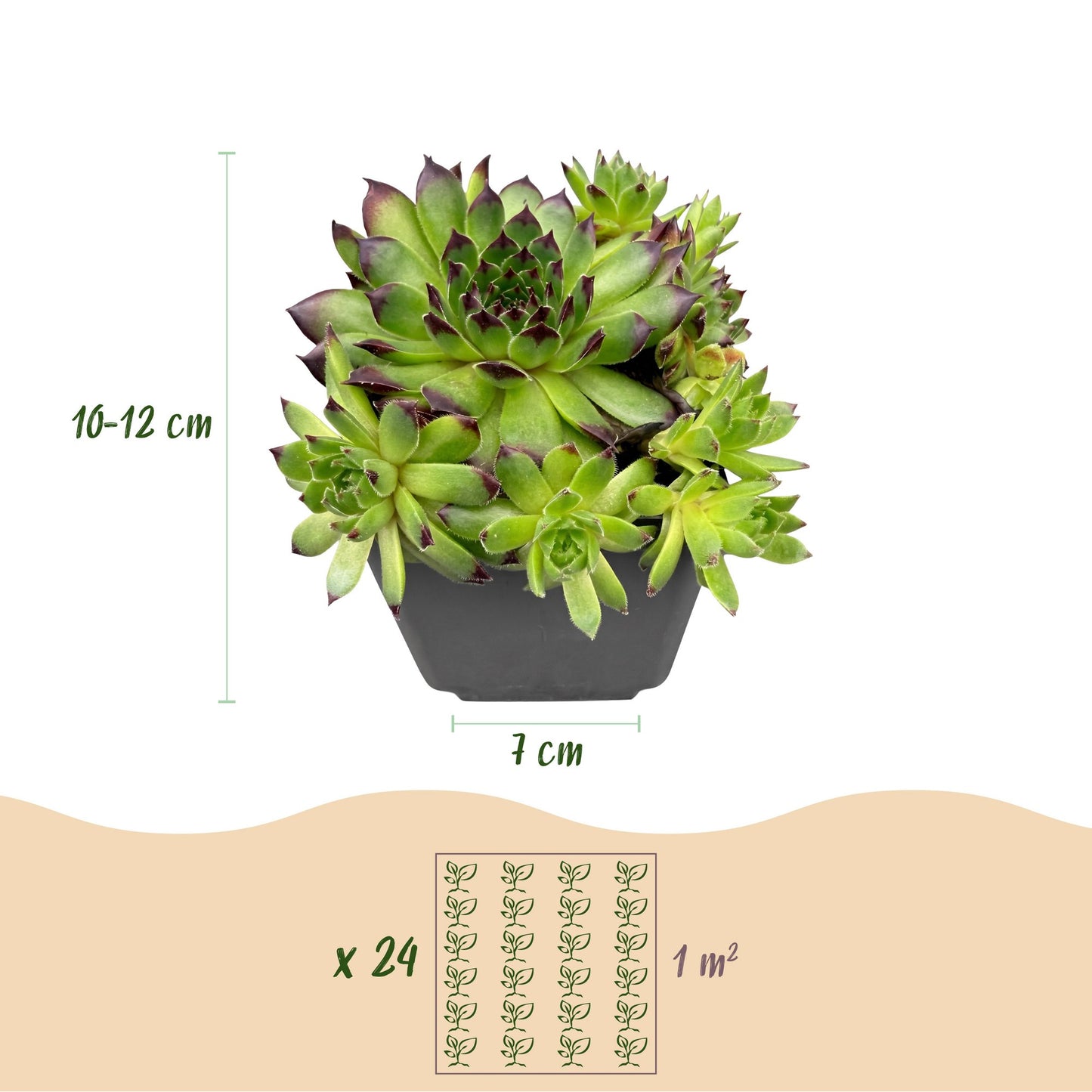 🌵 Sempervivum Big Sam – Huislook | Winterharde Vetplant | (12 stuks)