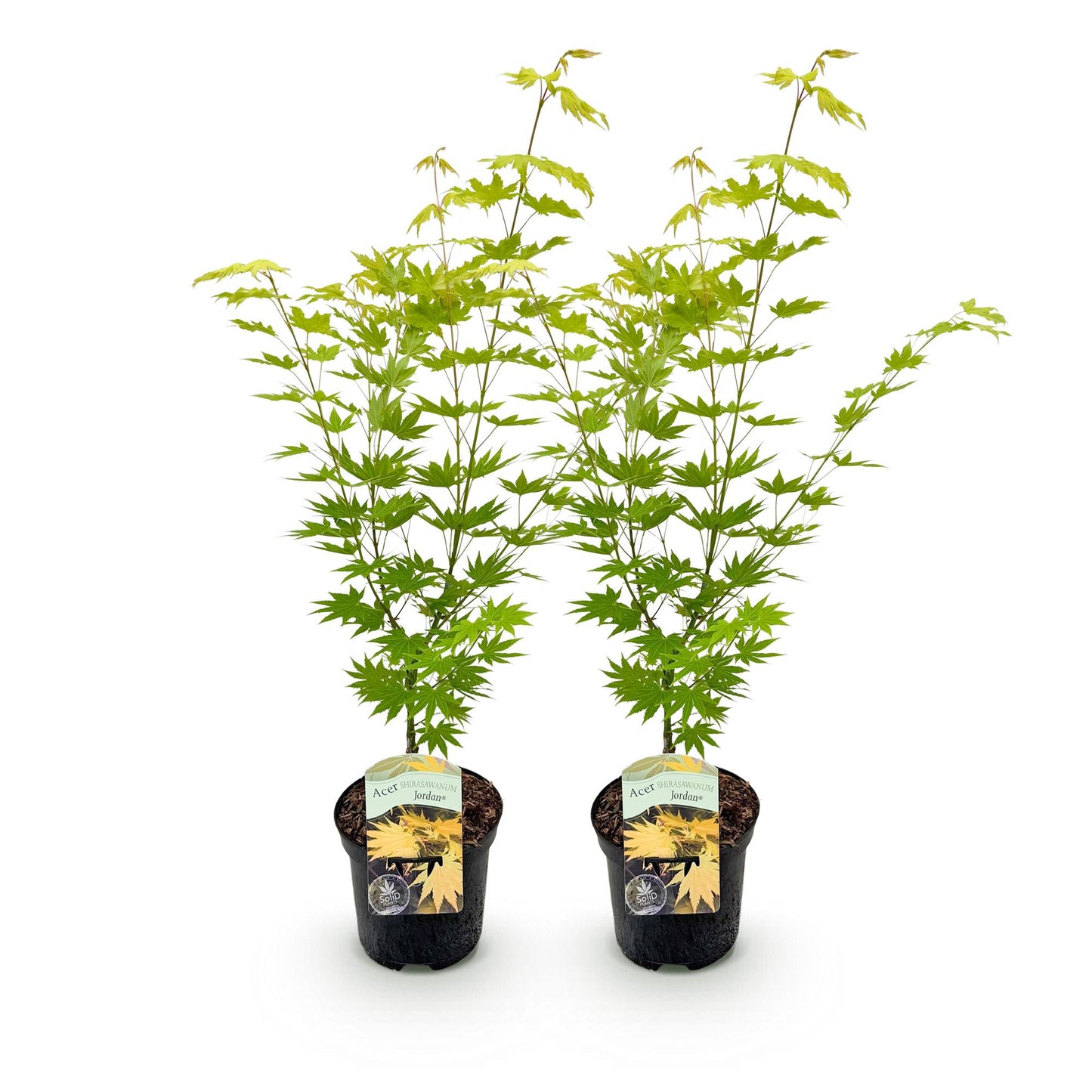 🍁 Acer palmatum ‘Jordan’ – Gele Japanse Esdoorn | (2 stuks)