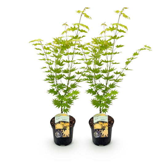 🍁 Acer palmatum ‘Jordan’ – Gele Japanse Esdoorn | (2 stuks)