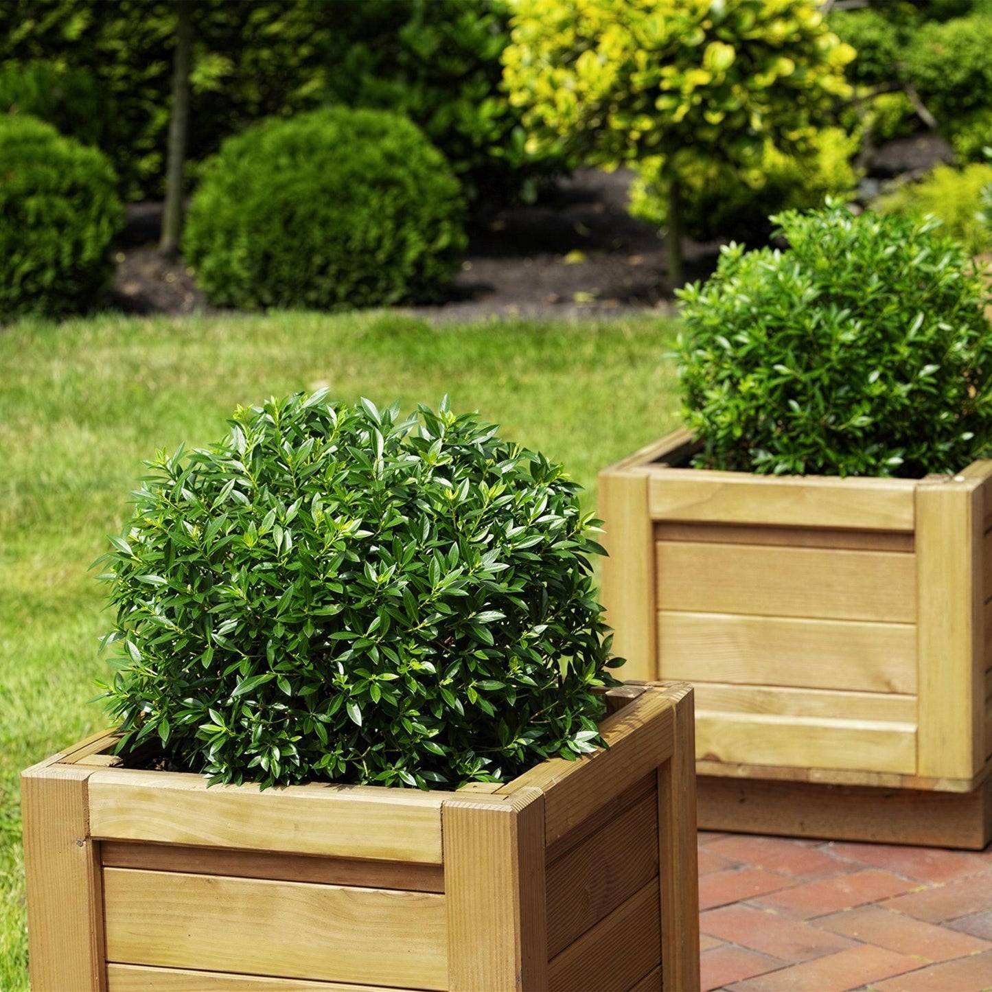 🌸 Dwerg Rhododendron ‘Bloombux Light Pink’ – Bloeiende Buxus