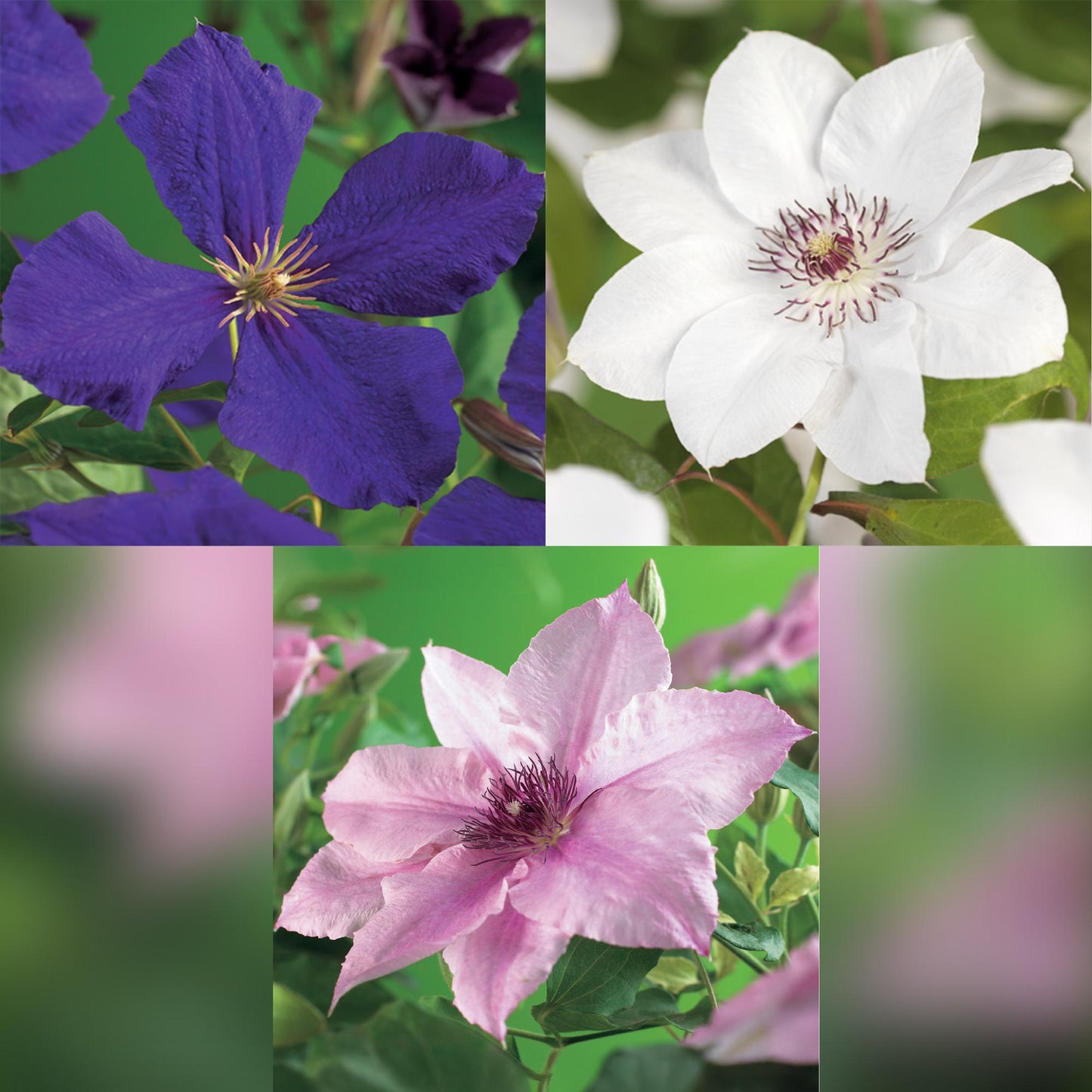 🌸 Clematis Mix ‘Tricolour’ (3 Stuks)