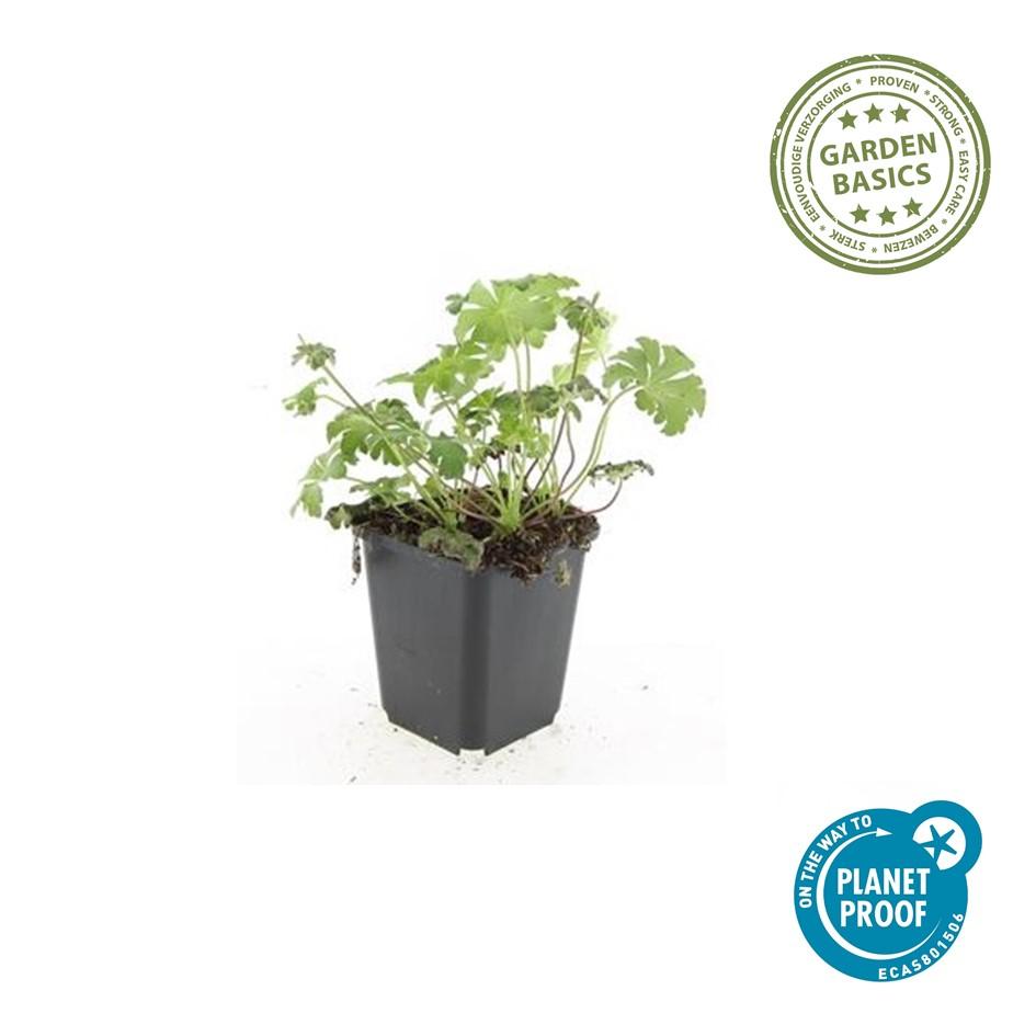 🌸 Geranium ‘Cambridge’ – Winterharde Bloeiende Bodembedekker (6 stuks)
