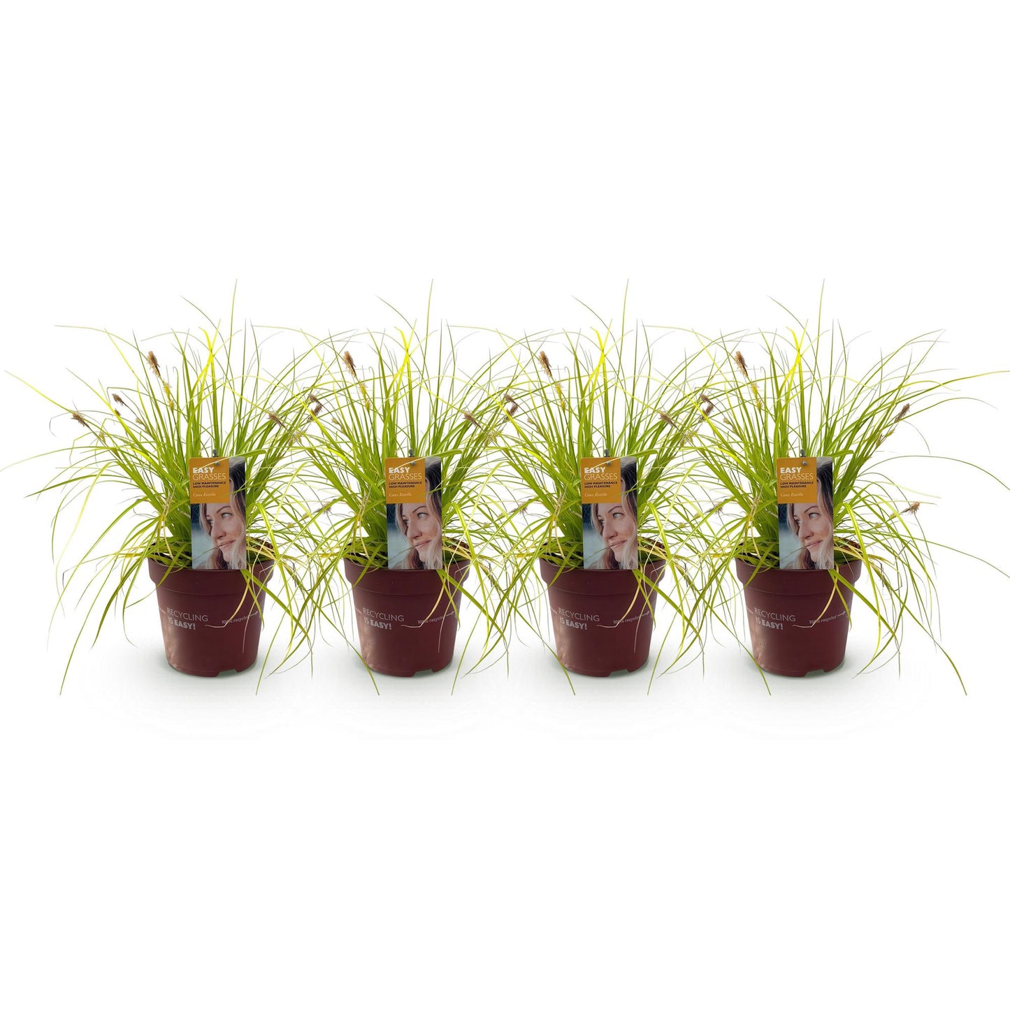 🌾 Carex oshimensis ‘Everillo’ – Geel Siergras | (4 stuks)