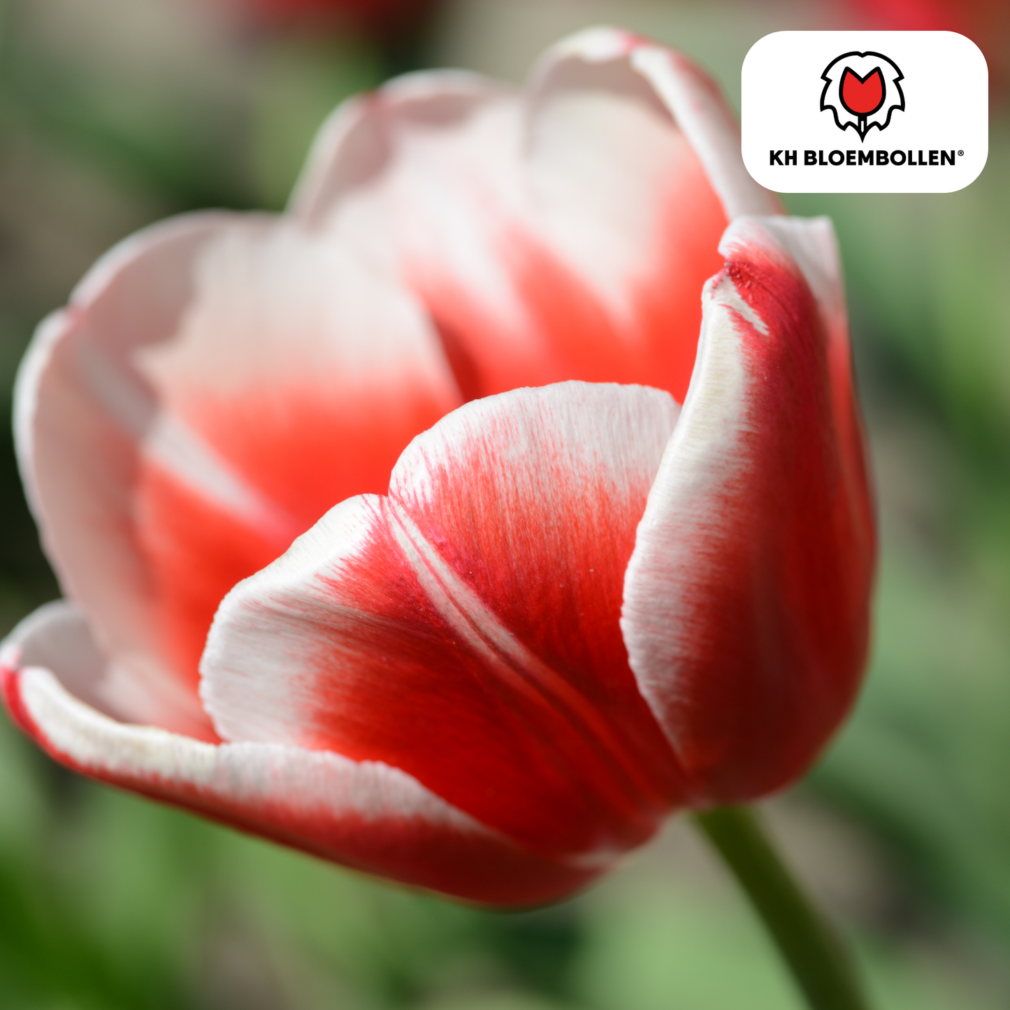 🌷 Tulpenbollen ‘Candy Apple Delight’ – Rood-Witte Tulp (20 Stuks)