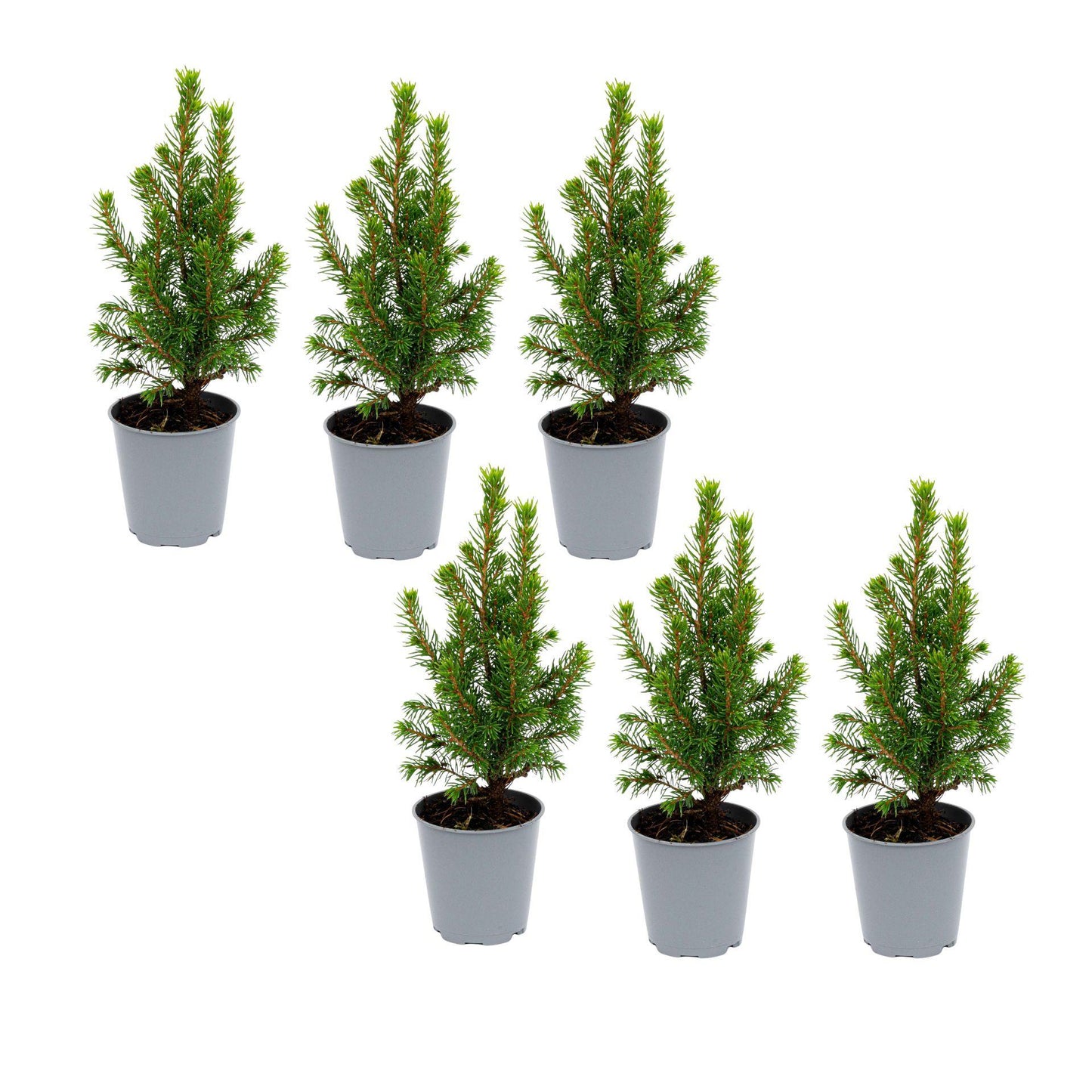 🌲 Picea glauca ‘Perfecta’ kopen | Compacte Dwergspar (6 Stuks)