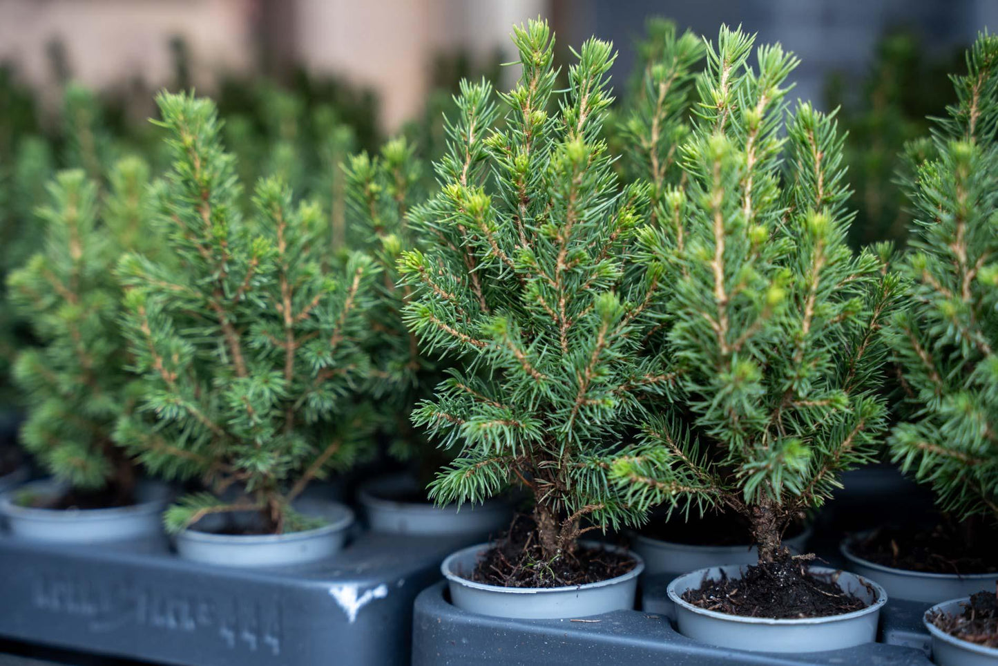 🌲 Picea glauca ‘Perfecta’ kopen | Compacte Dwergspar (6 Stuks)