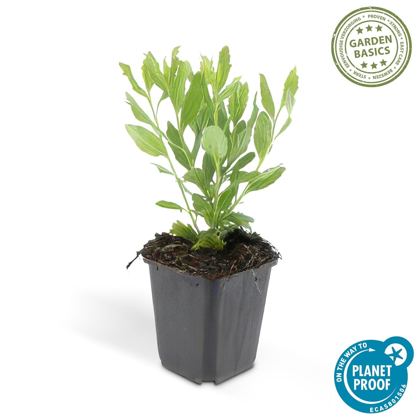 🌼 Aster ‘Ashvi’ – Winterharde Witbloeiende Bodembedekker (24 stuks)