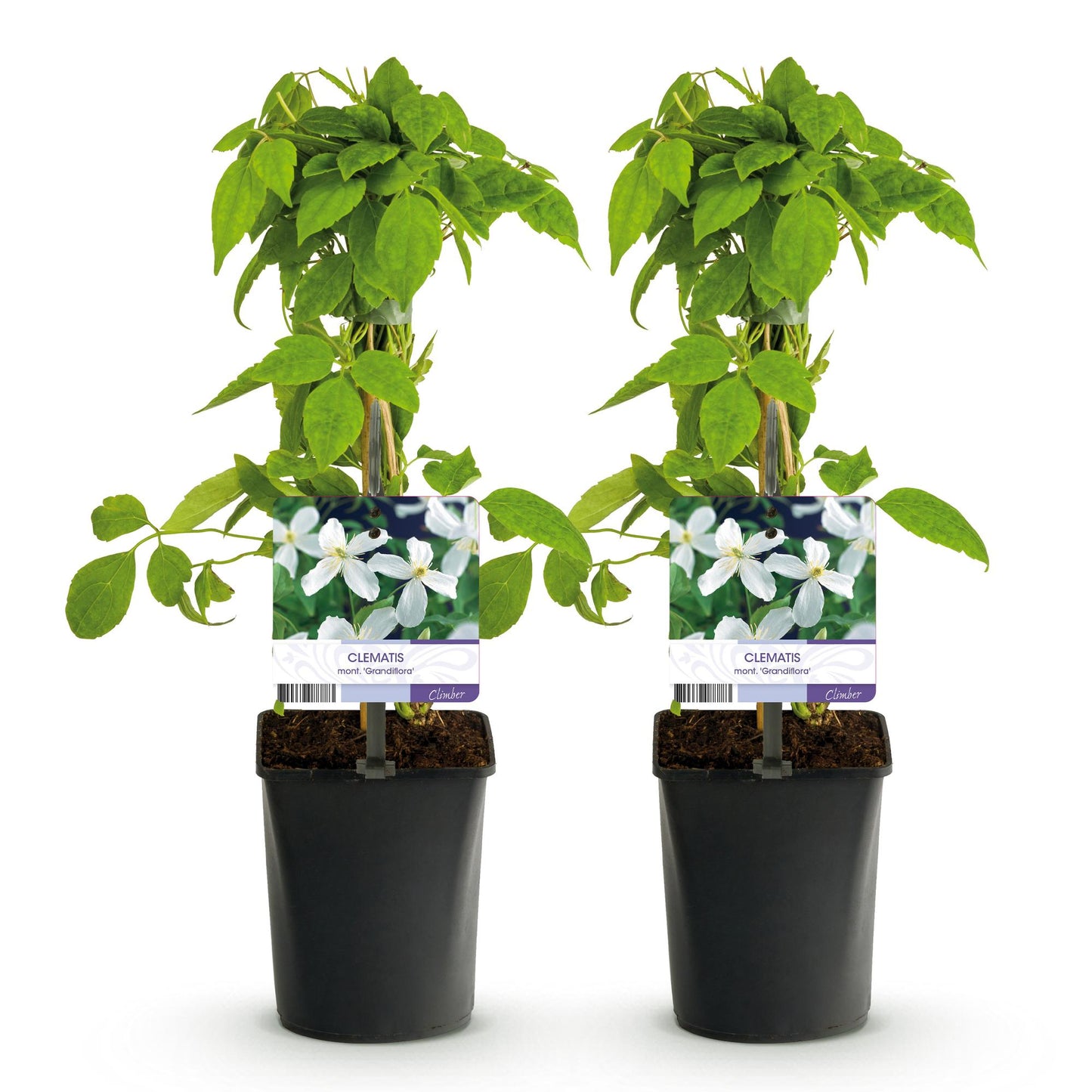 🤍 Clematis montana ‘Grandiflora’ – Witte Bosrank | (2 stuks)