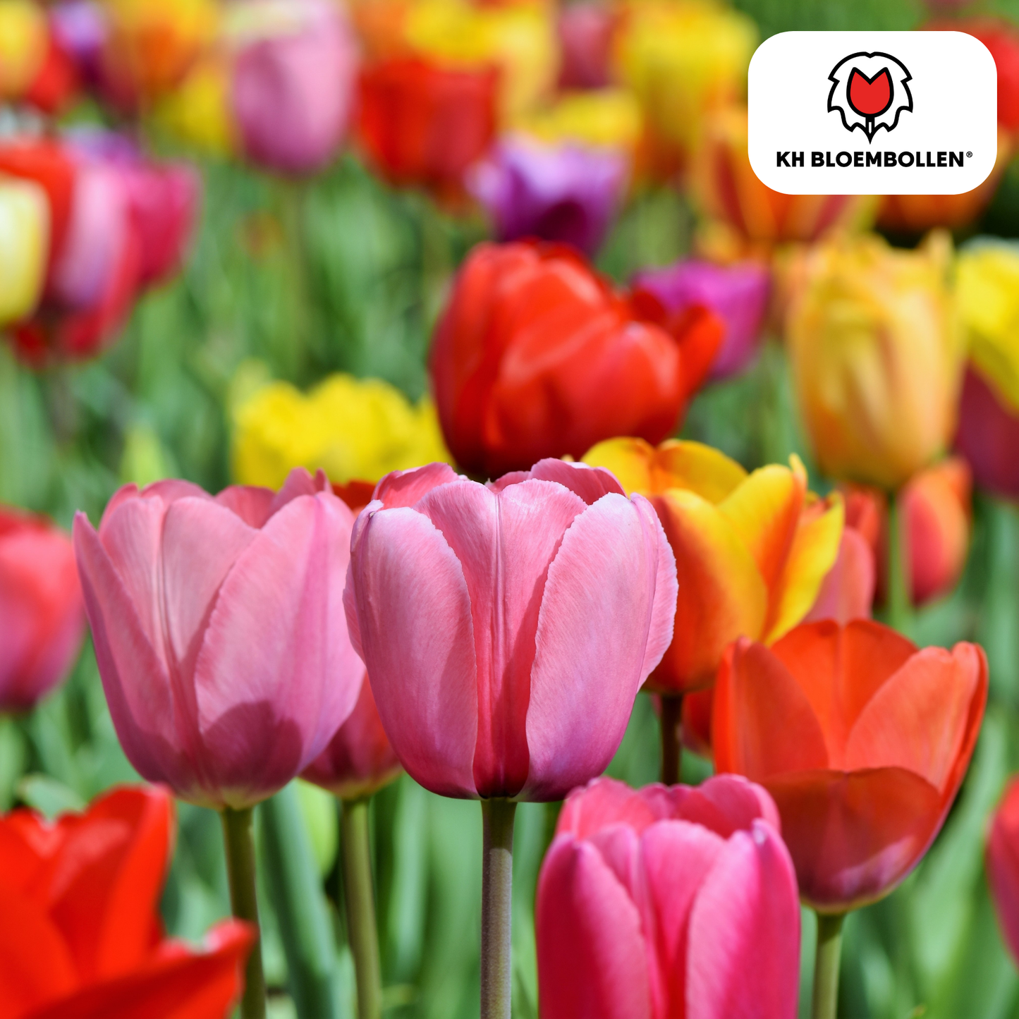 🌷 Tulpenbollen Kleurenmix (20 Stuks)