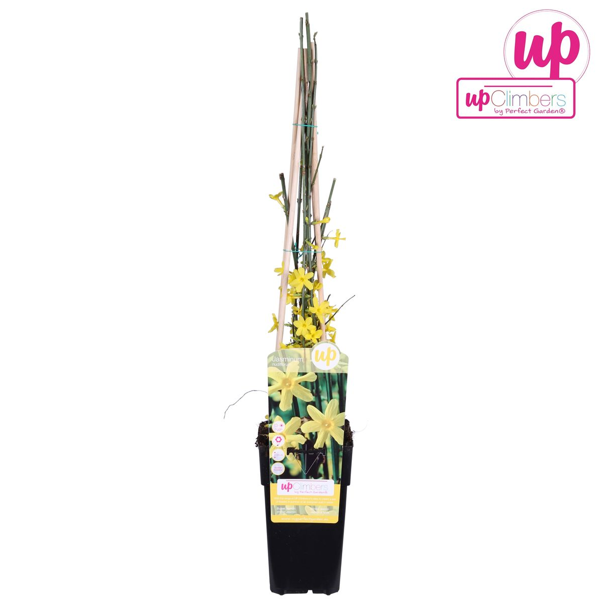🌼 Jasminum nudiflorum – Winterjasmijn