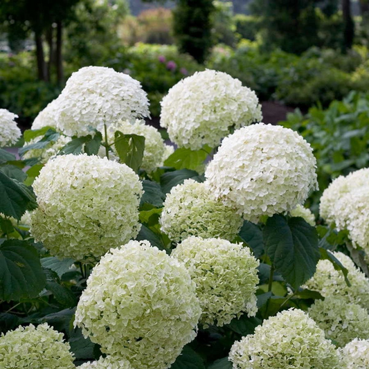🌸 Hydrangea arborescens ‘Strong Annabelle’ – Hortensia
