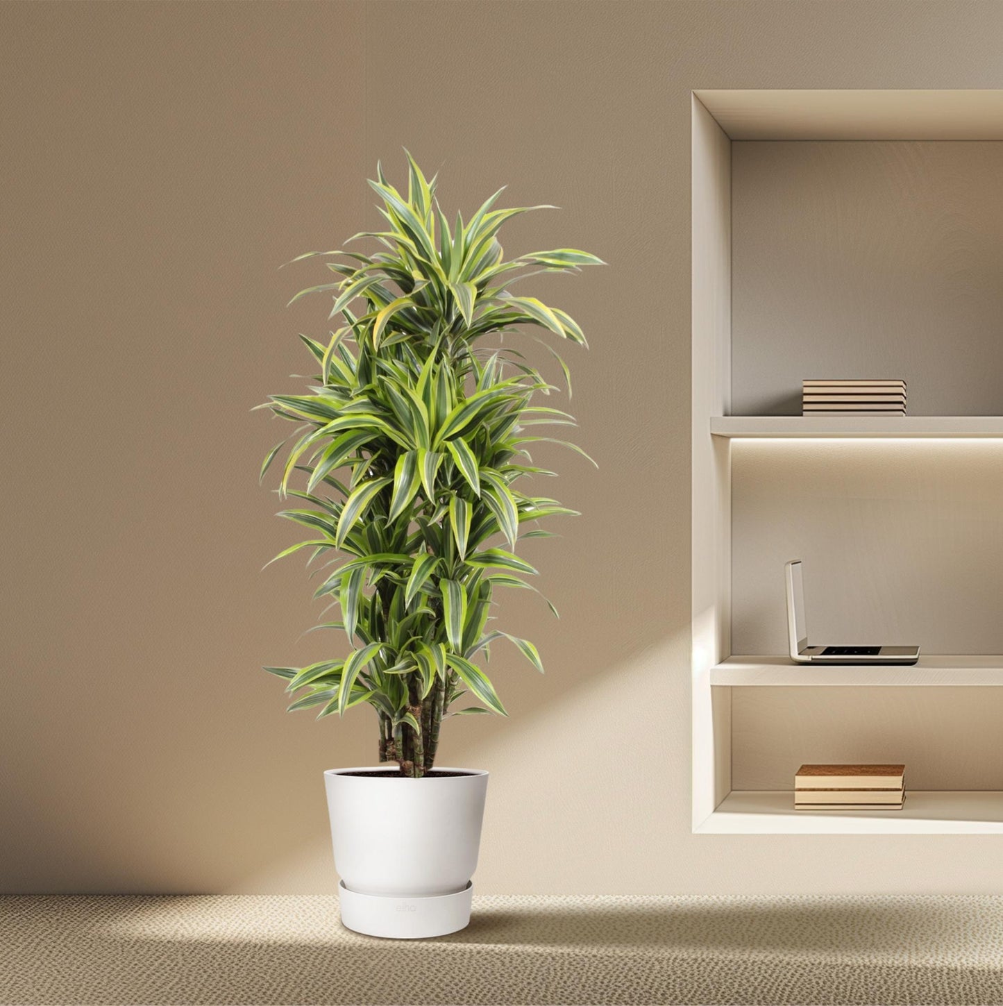 🌿 Dracaena Lemon Lime | Grote Luchtzuiverende Kamerplant