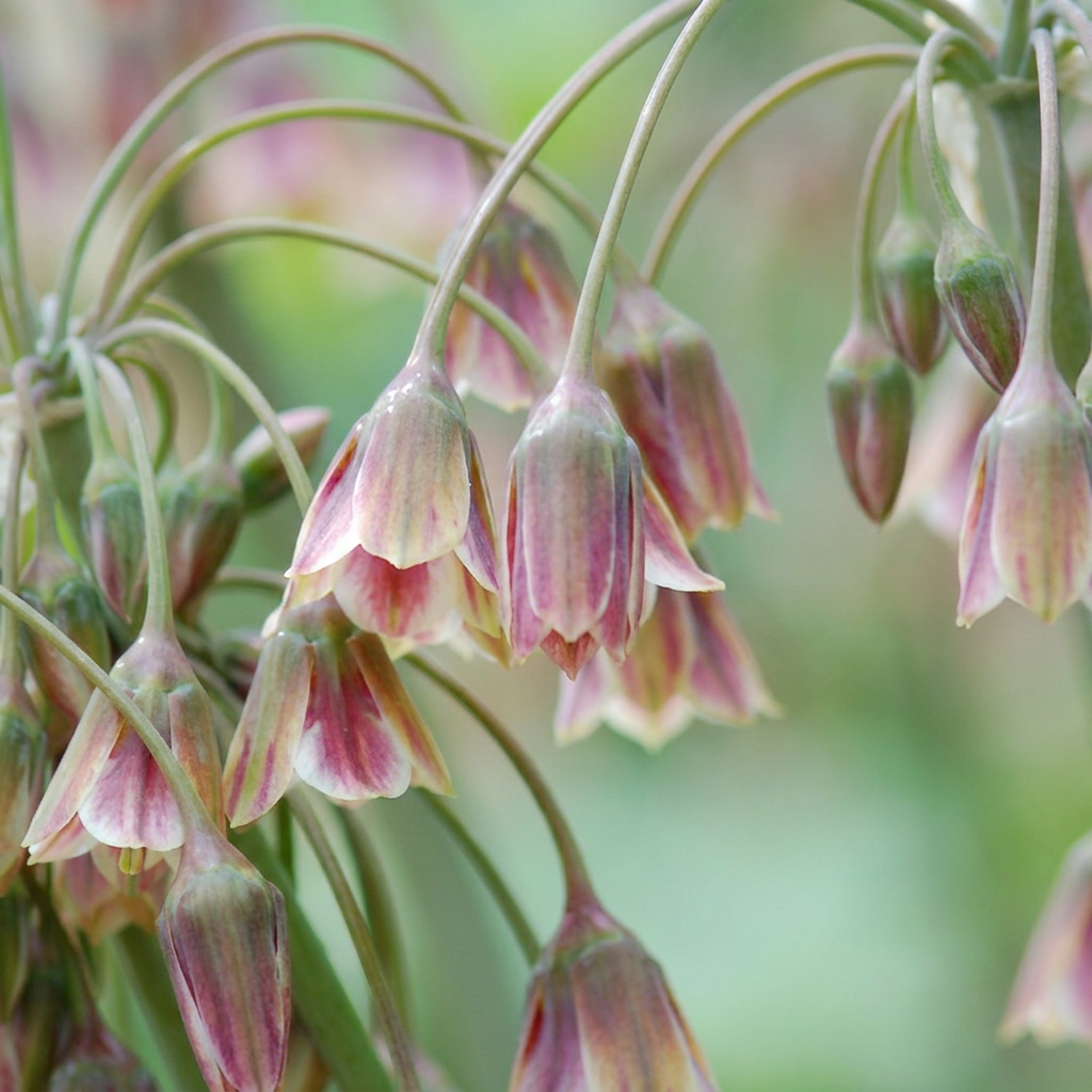 🌸 Allium siculum – Siciliaans honingklokje (320 stuks)