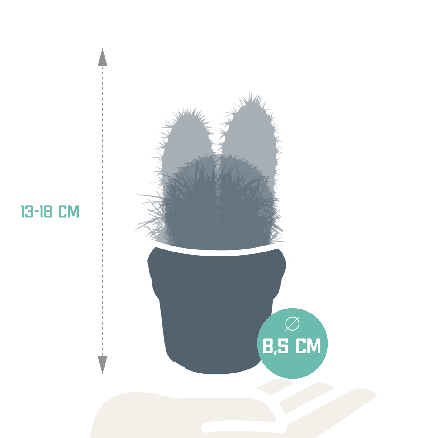 🌵 Cactus Mix –Zonder Pot (3 stuks)