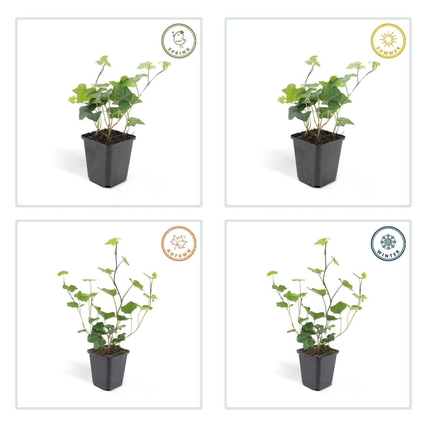 🌿 Hedera hibernica – Winterharde Klim- en Bodembedekker (24 stuks)