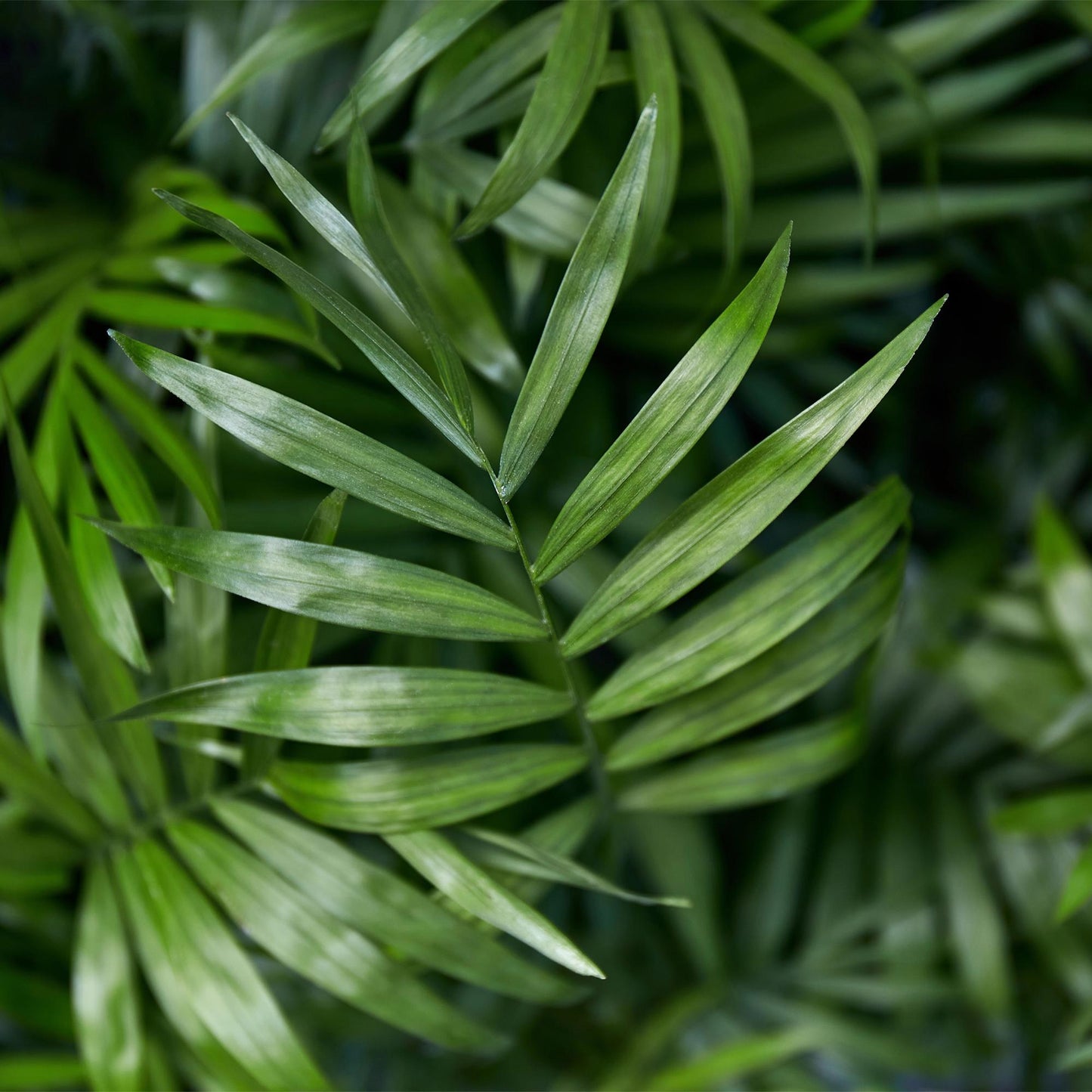 🌿 Chamaedorea elegans | Goudpalm met Grijze Pot (4 Stuks)