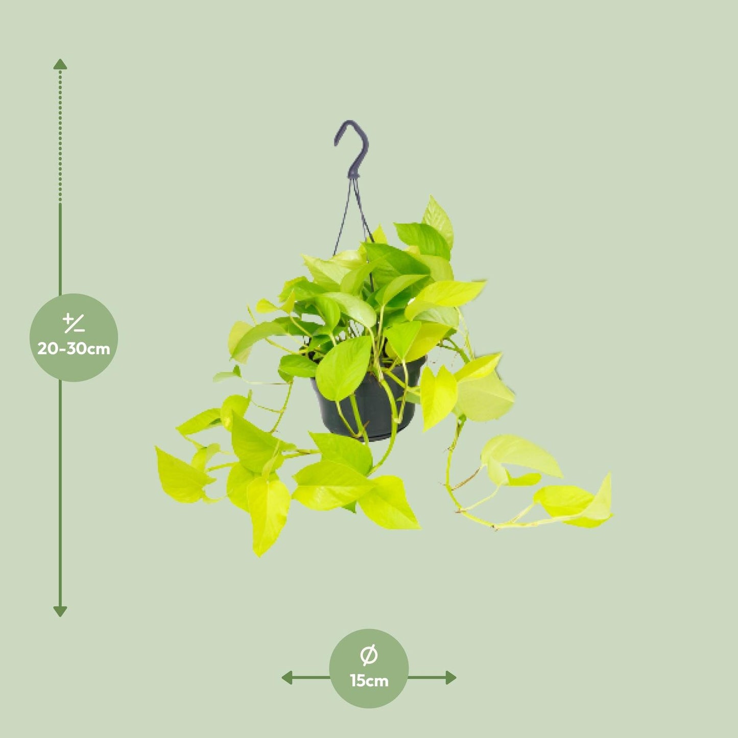 🌿 Epipremnum Golden Pothos - Scindapsus
