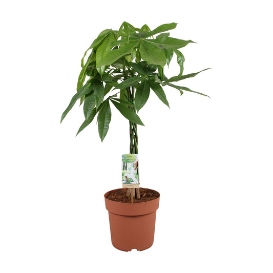🌿 Pachira Aquatica – 70 cm