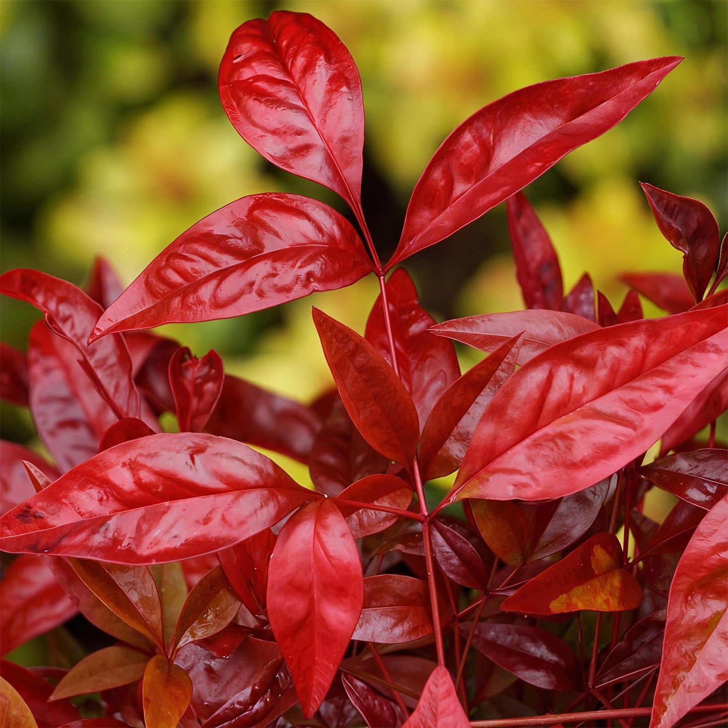 Nandina ‘Blush Pink’ – Hemelse Bamboe | (2 stuks)