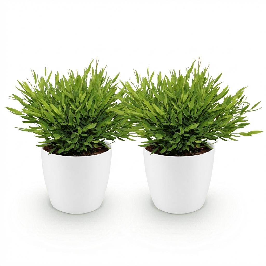 🌿 Pogonatherum ‘Monica’ | Bamboegras Set (2 Stuks)