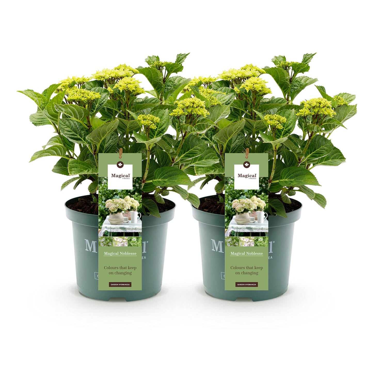 🤍 Hydrangea ‘Magical Noblesse’ – Witte Hortensia | (2 stuks)