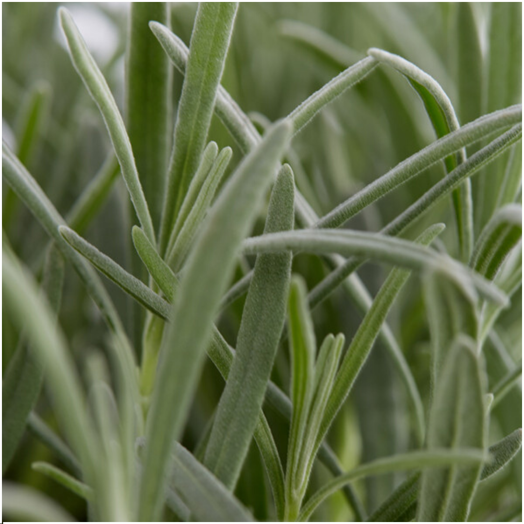 💜 Lavandula angustifolia – Lavendel Set | (48 stuks)