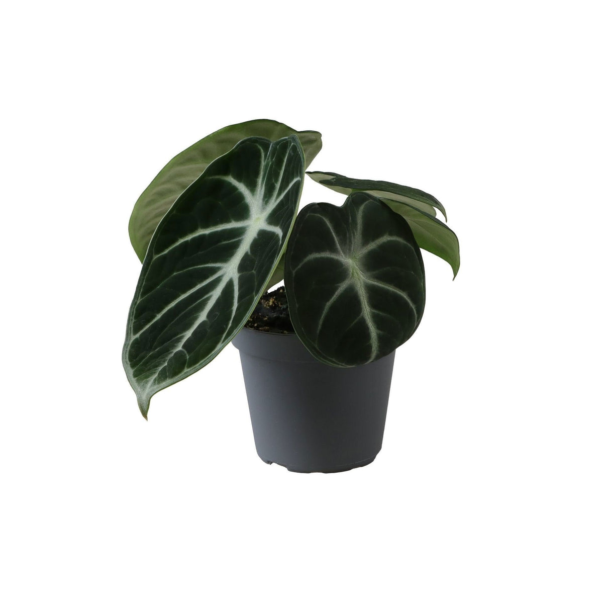 🖤 Alocasia ‘Ninja’ – Donkere tropische bladplant