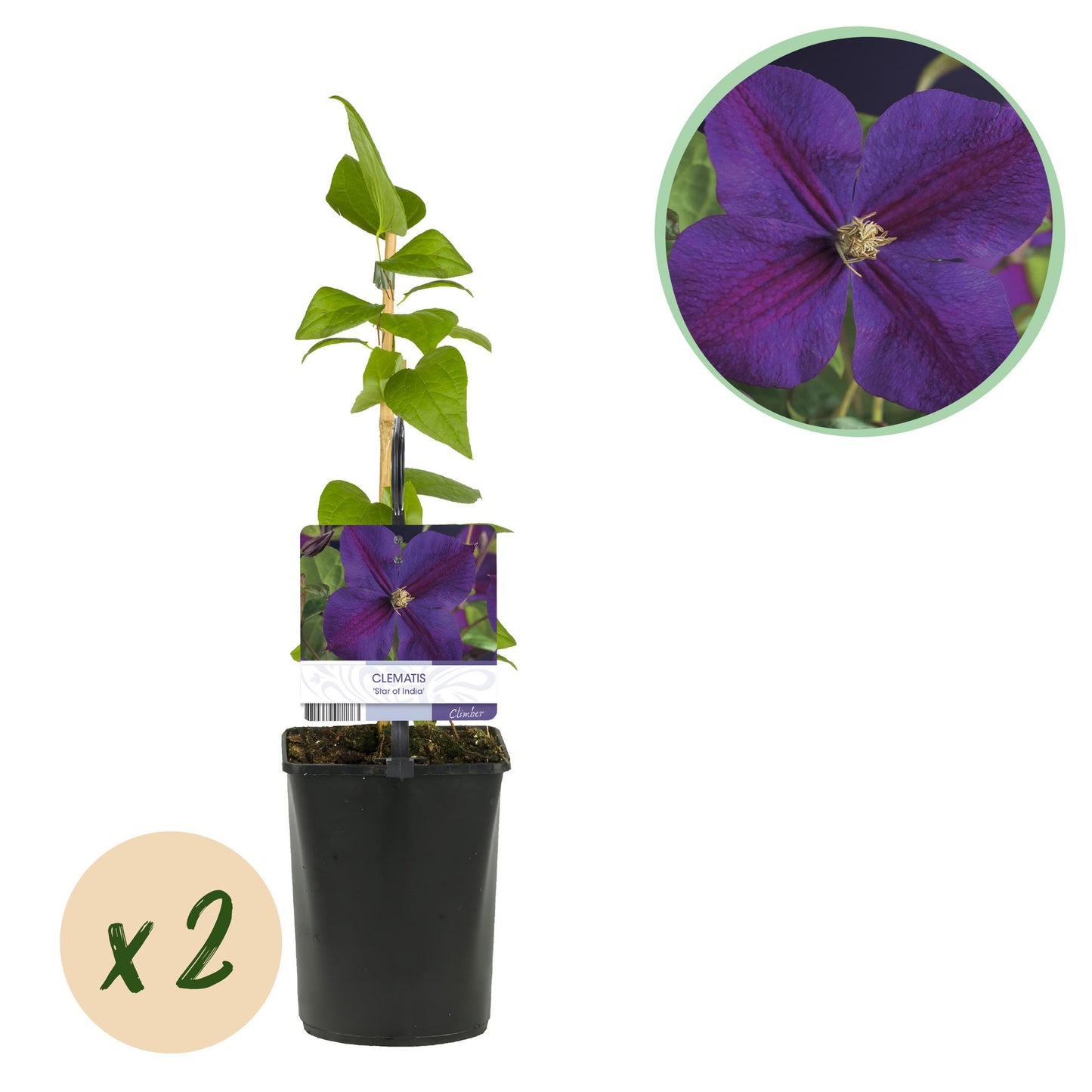 🌸 Clematis ‘Star of India’ – Klimplant (2 Stuks)