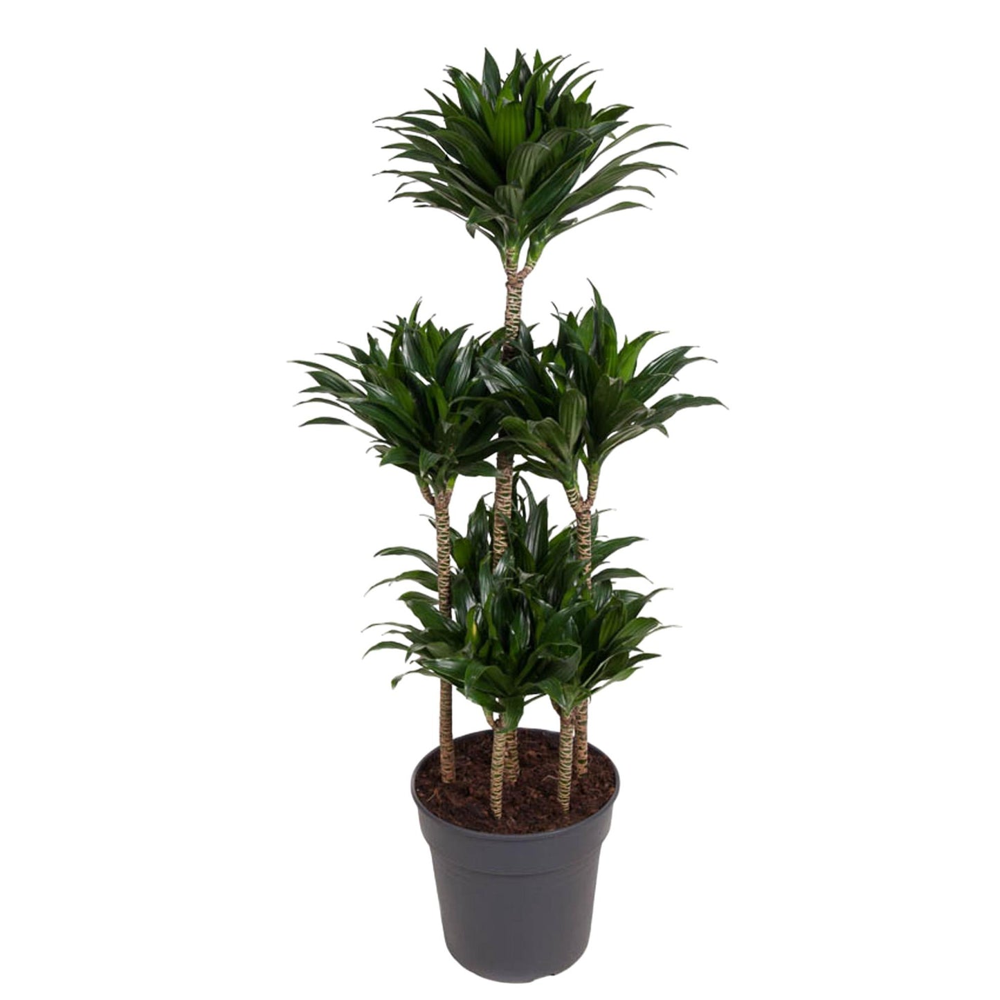 🌿 Dracaena Compacta Carrousel | Grote Luchtzuiverende Kamerplant
