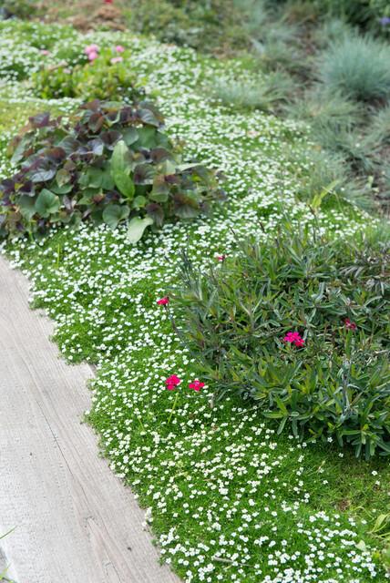 24x Sagina subulata – Iers mos – Bodembedekker – Pot Ø9cm – Hoogte 10-25cm