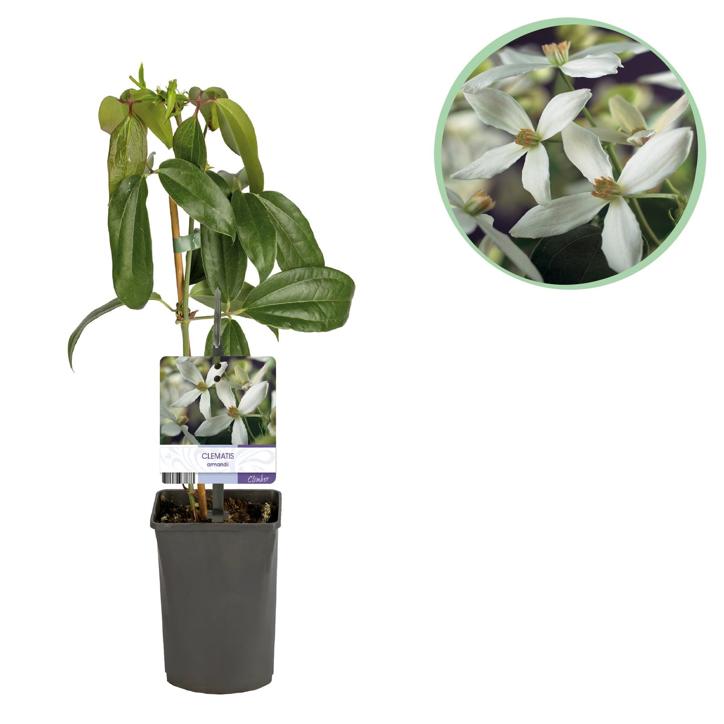 🤍 Clematis armandii – Groenblijvende Klimplant