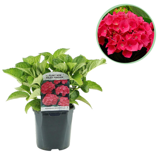 ❤️ Hydrangea macrophylla – Rode Hortensia