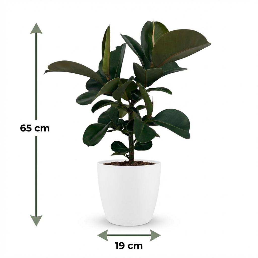 🌿 Ficus Elastica ‘Cloe’ | Rubberplant met Witte Pot