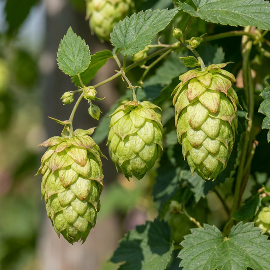 🌿 Humulus lupulus ‘Nordbrau’ – Noordbrouwhop – Snelgroeiende klimplant