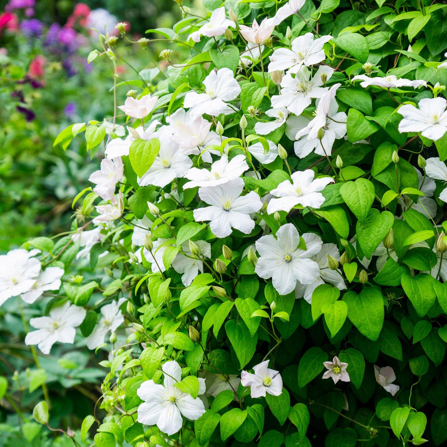 🤍 Clematis ‘Madame Le Coultre’ – Klimplant (2 Stuks)