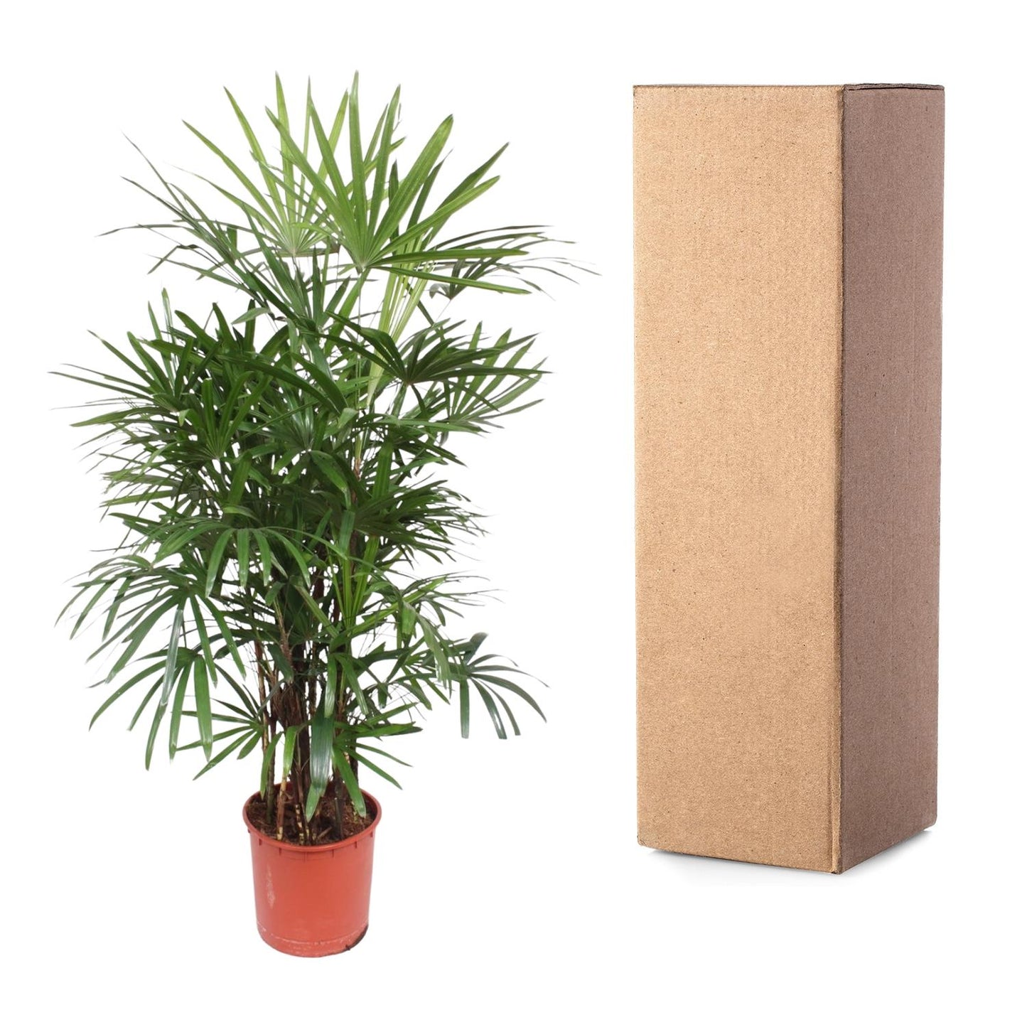 🌿 Rhapis Excelsa - Stokpalm of Ladypalm