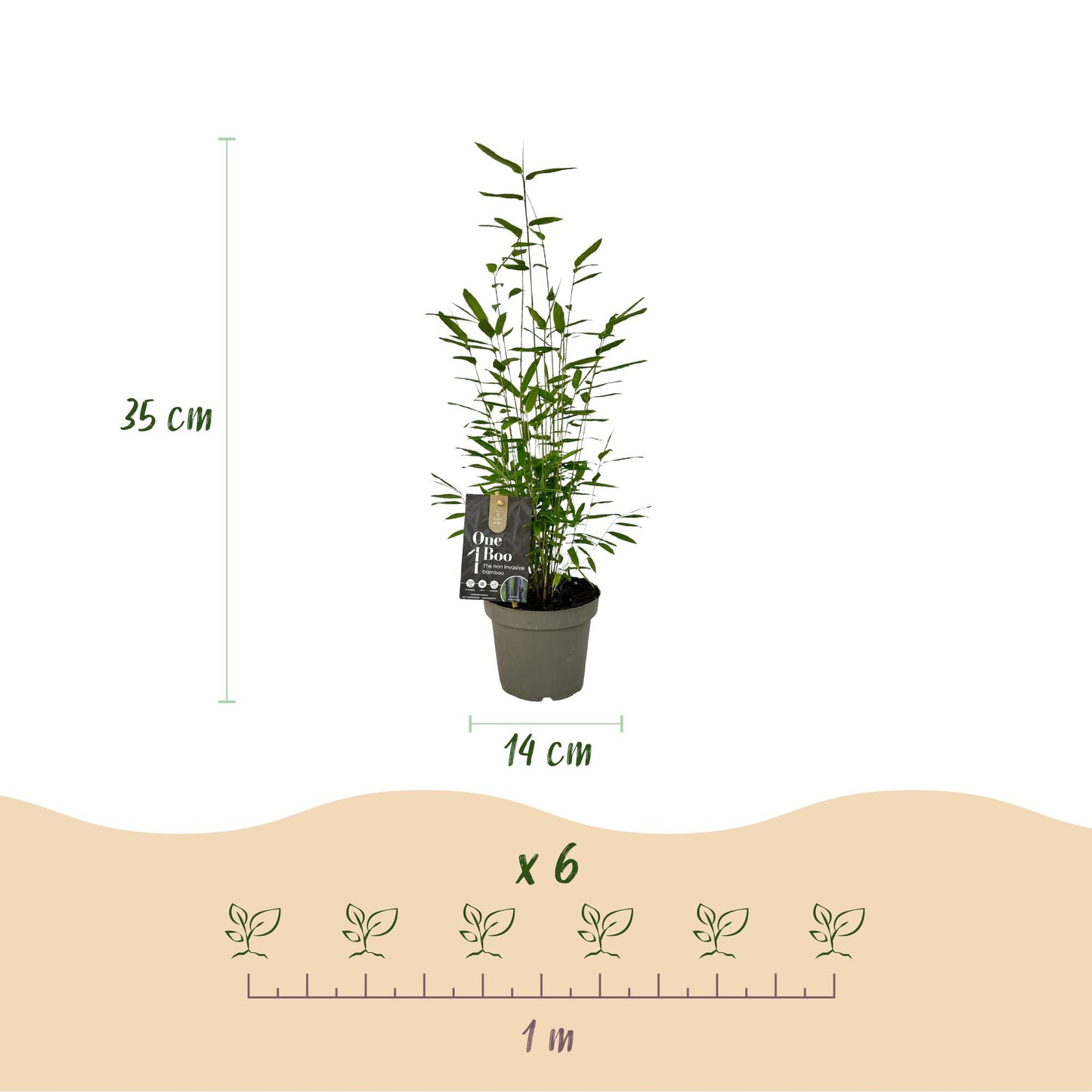 🌿 Bamboe ‘Fargesia Black Dragon’ – Niet Woekerende Bamboe