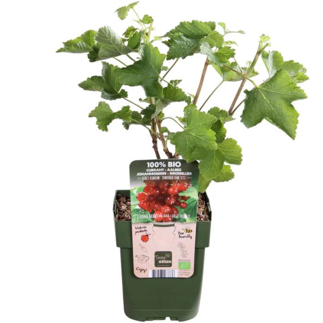 🍇 BIO Fruitplanten Mix ‘Vruchten Oase’ (5 Stuks)