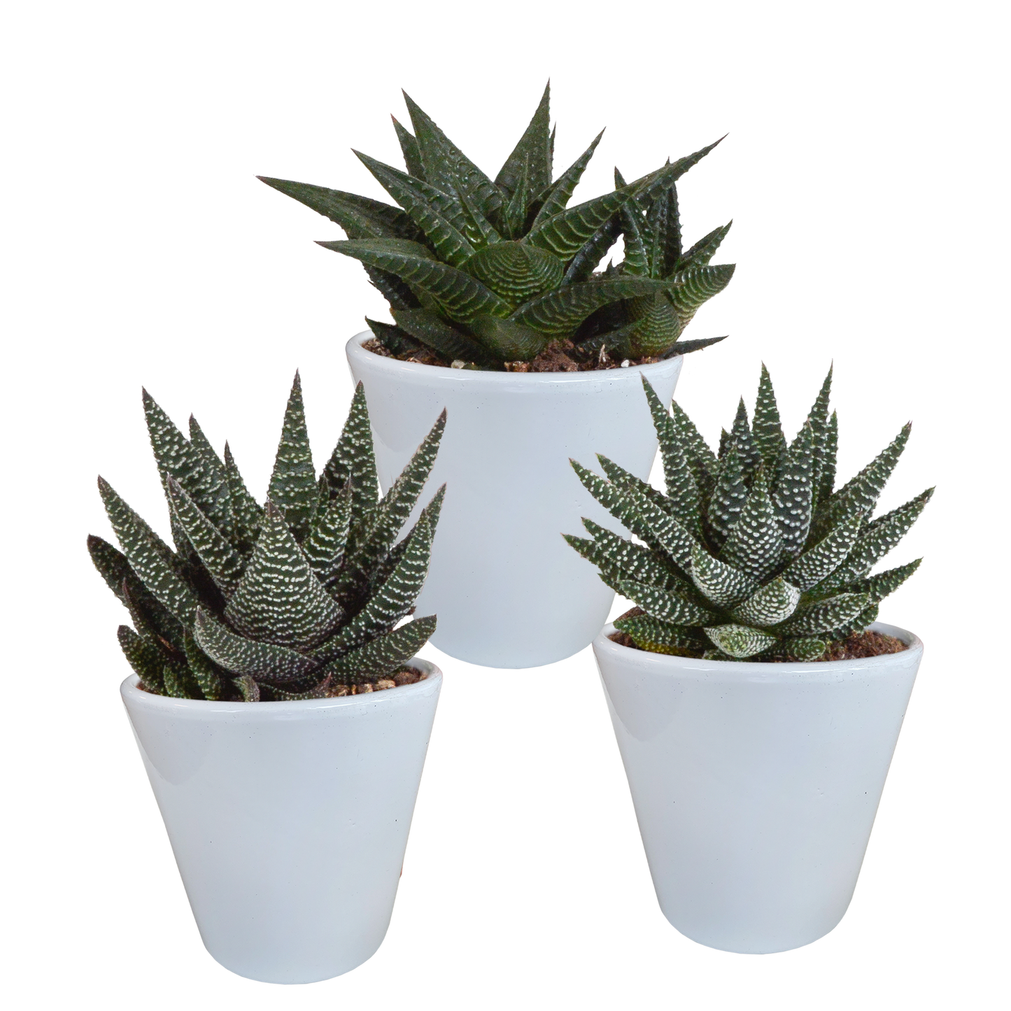 🌵 Gasteria & Haworthia Mix –  In witte pot (3 stuks)