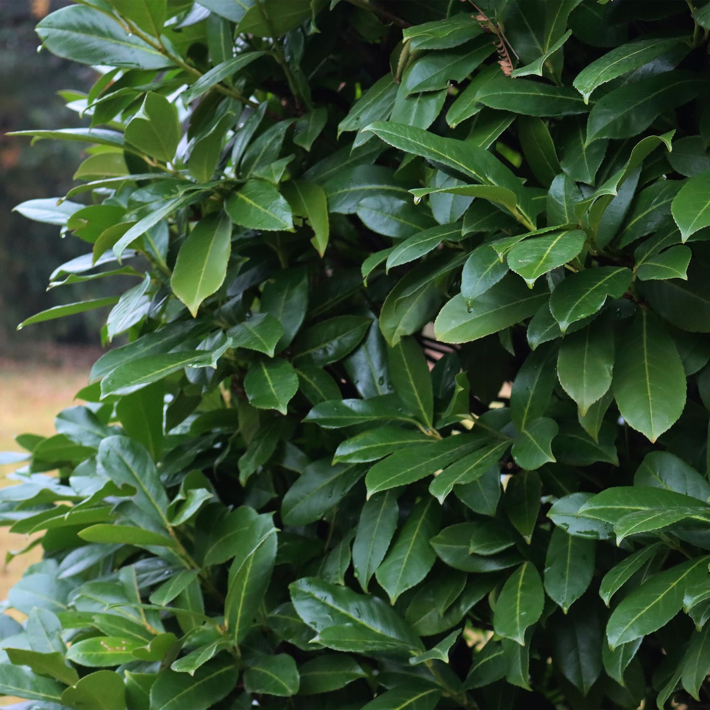 🌿 Prunus laurocerasus ‘Caucasica’ | Laurierhaag (8 Stuks)