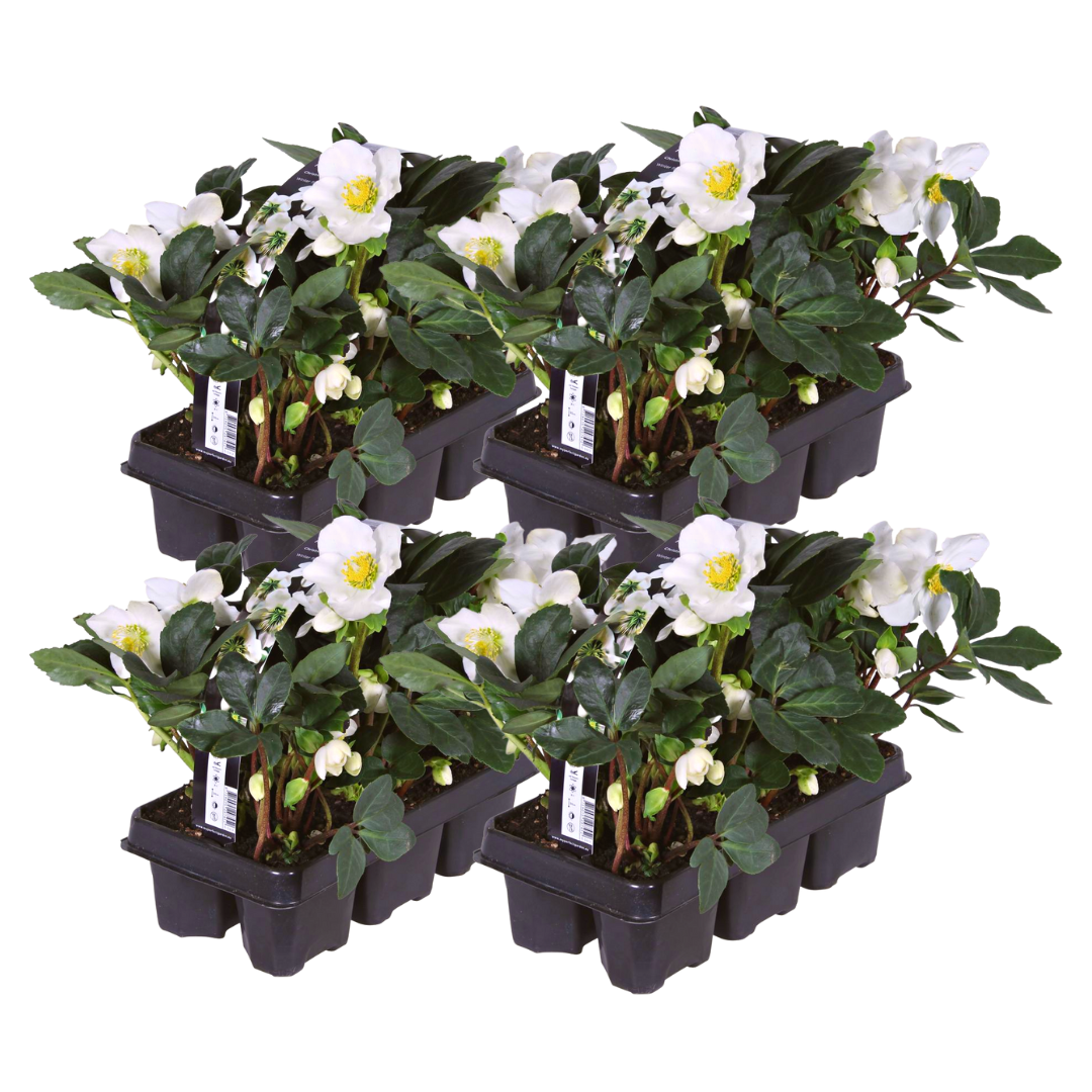 ❄️ Helleborus niger ‘Christmas Carol’ | Witte Kerstroos – Winterbloei | (24 stuks)