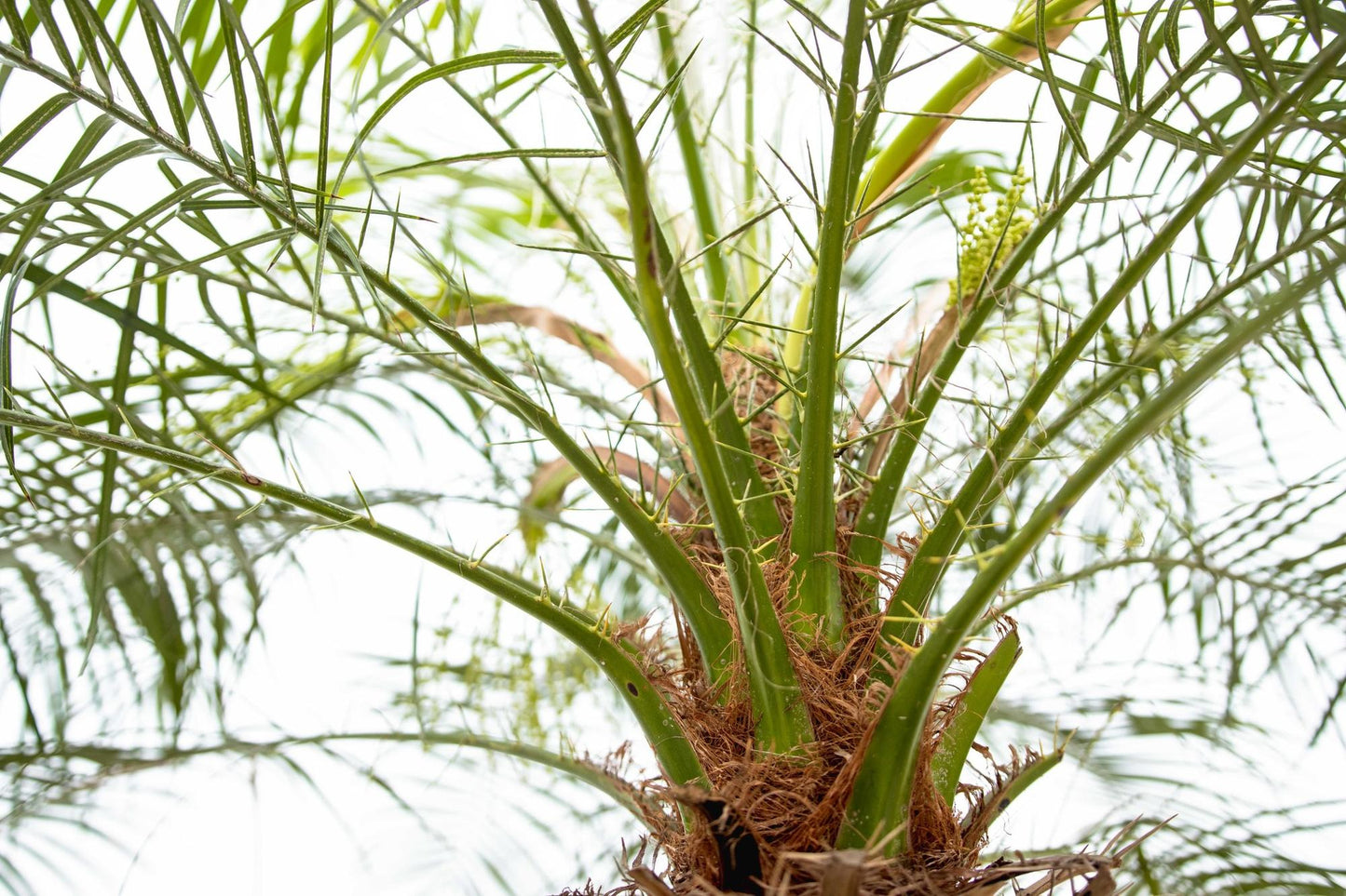 🌴 Phoenix Roebelenii – Elegante Dwergdadelpalm