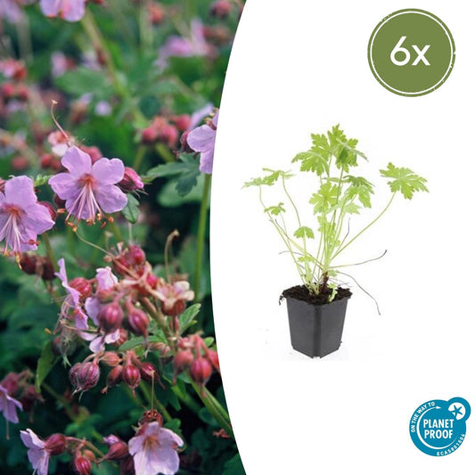🌸 6x Geranium macrorrhizum – Geurende Bodembedekker voor Tuin & Border – Ø9 cm pot