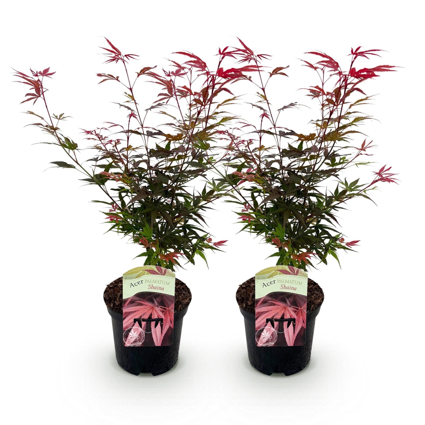 🌳 Acer palmatum ‘Shaina’ – Japanse Esdoorn (2 Stuks)