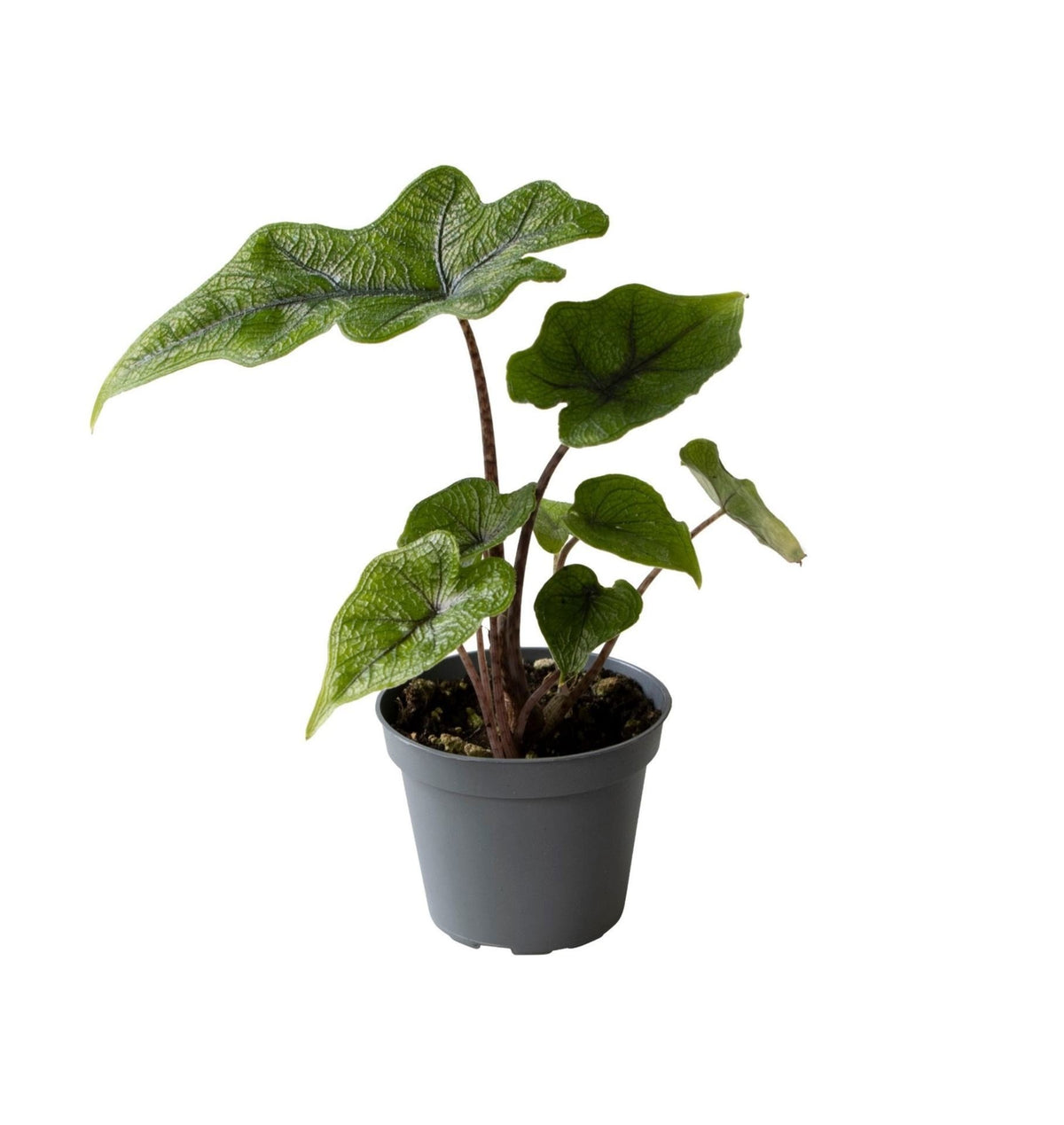 🌿 Alocasia ‘Jacklyn’ – Bijzondere tropische bladplant